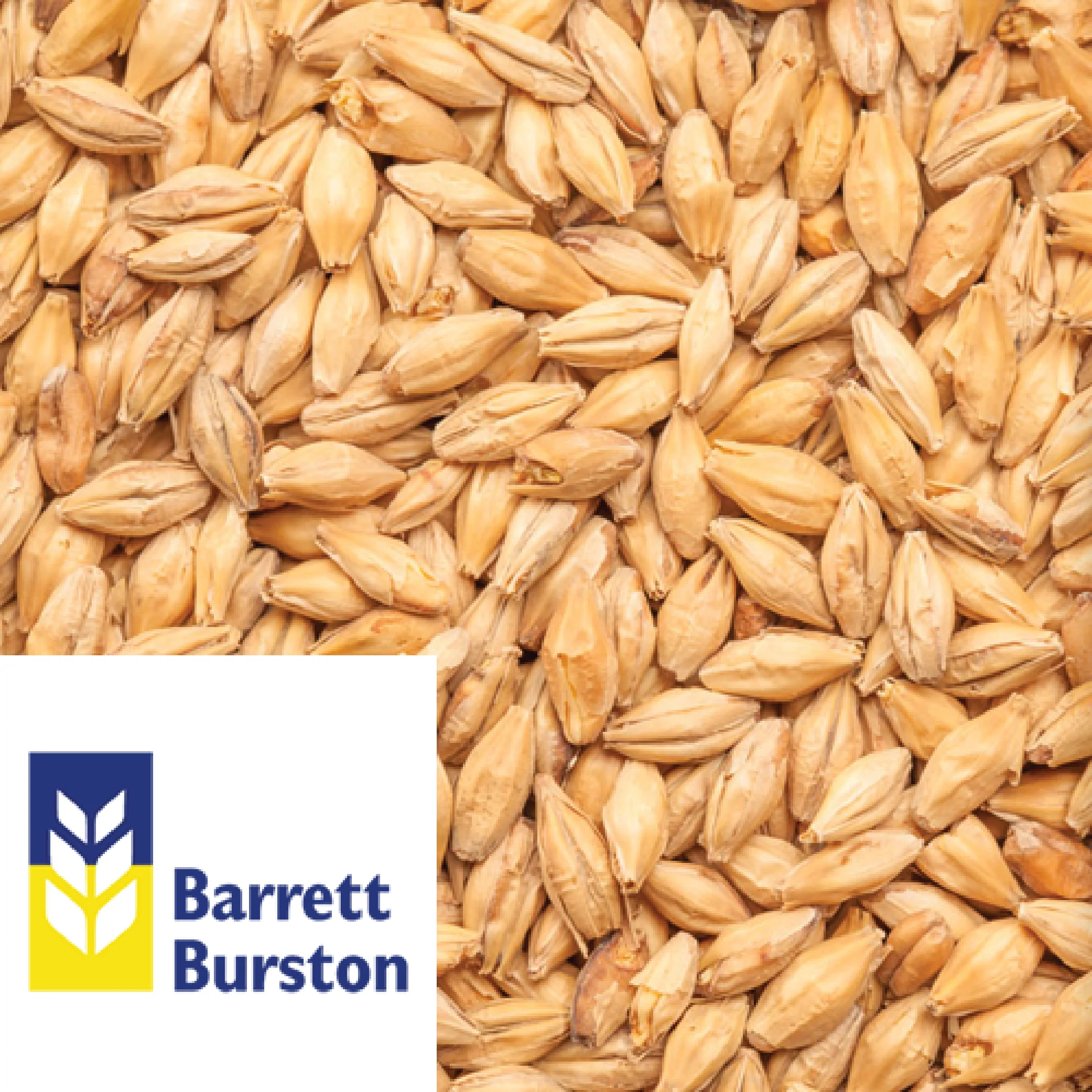 25kg SACK - Australian Extra Pale Malt - Barrett Burston (AUS) - Image 2