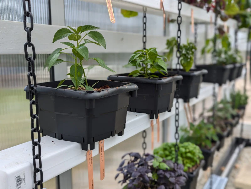 Hooch Multi-Bucket Hydroponic System (with legs) (12 units) - Image 2
