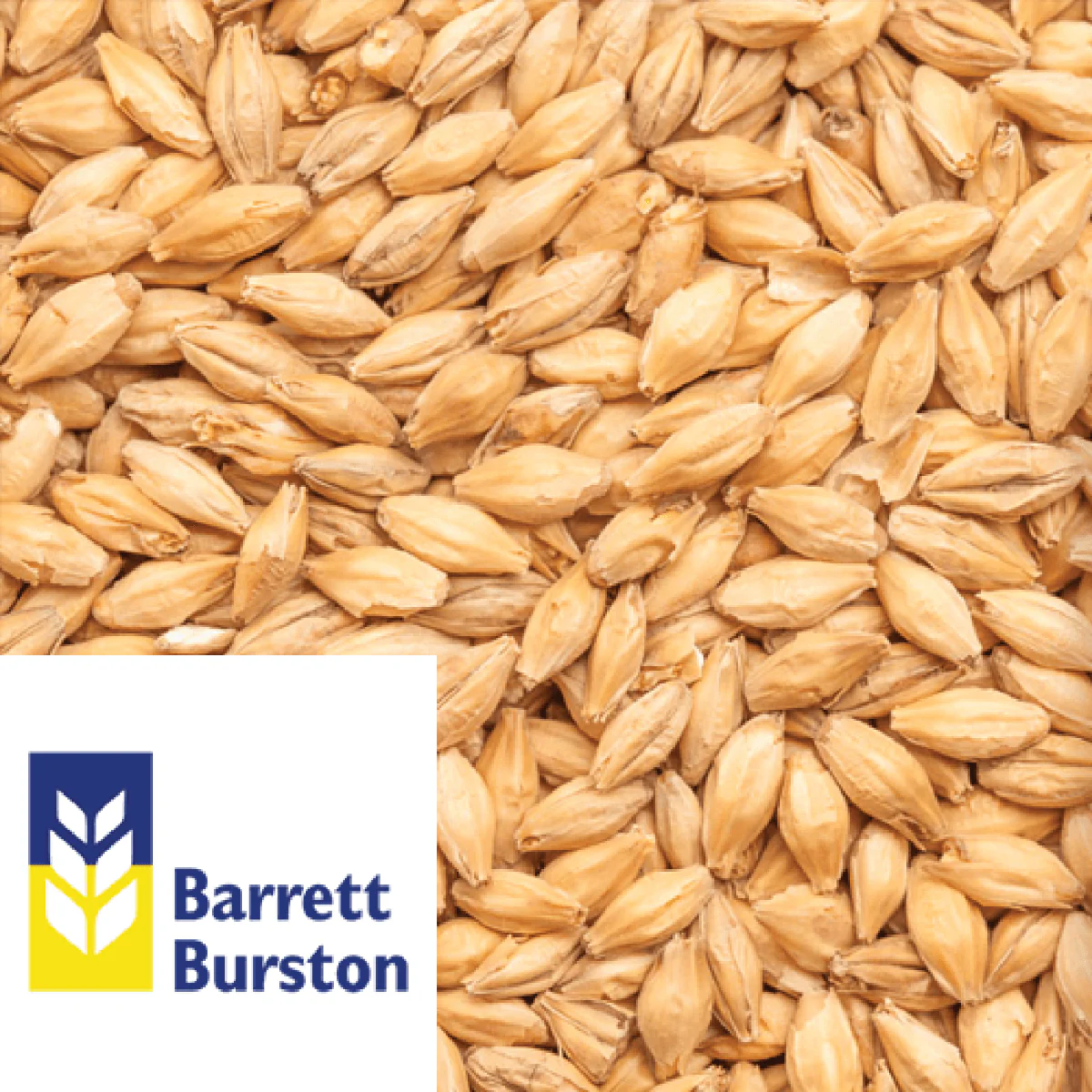 25kg SACK - Vienna - Barrett Burston (AUS) - Image 2